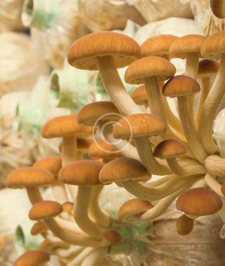 Why Mushrooms Should be Included in Your Menu